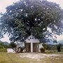The room inside the tree holds only 4-5 people. It has an altar with a statue of the Blessed
<br />Virgin and a few candles